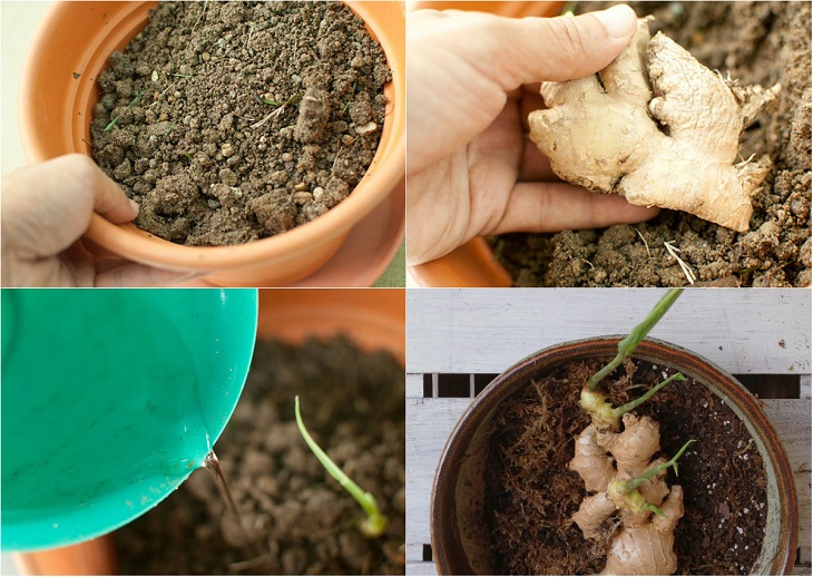 Cách trồng 8 loại cây gia vị trong bếp, ăn thoải mái, hết lại tự lên siêu đơn giản
